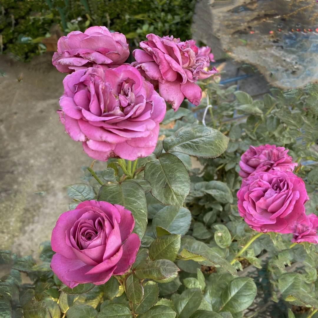 rose-plum-perfecta